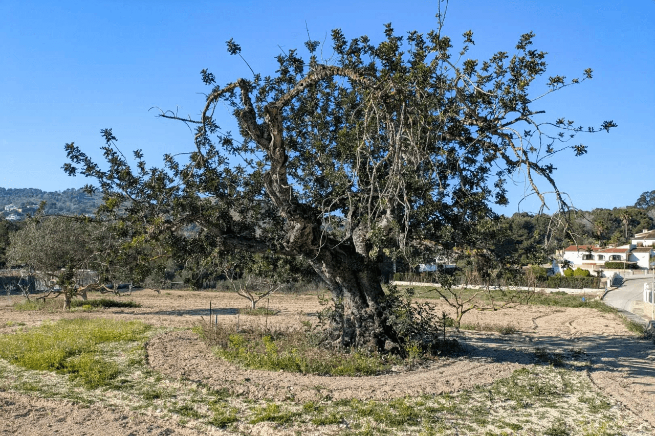 4628JAV Finca tradicional con múltiples parcelas en venta en Pinosol-Las Laderas, Jávea